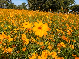 3. 武庫川コスモス園　キバナコスモス